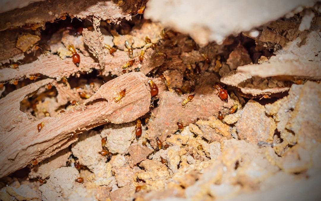 Tips to Prevent Termites in the Home