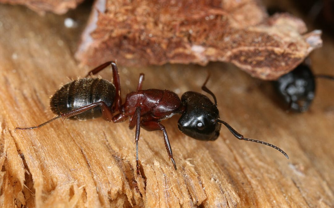 4 Common Wood-Destroying Insects in the Home